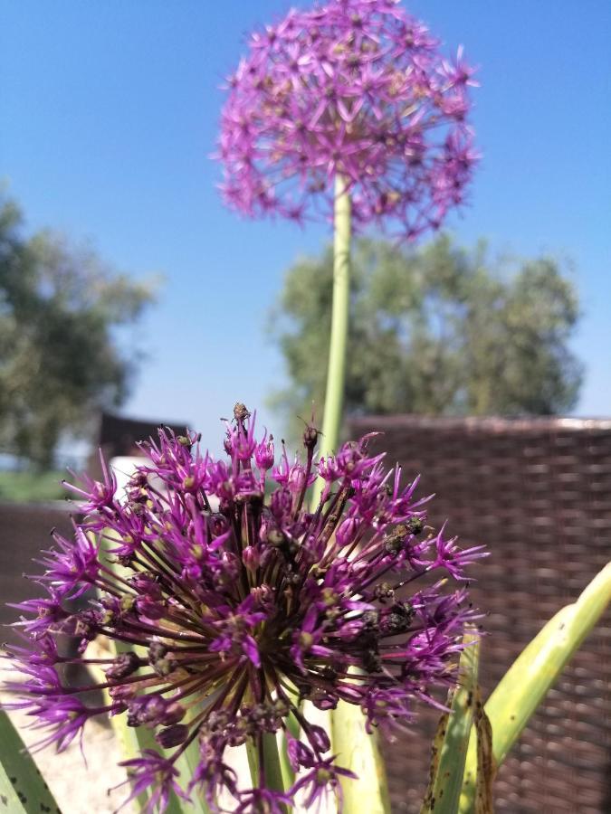 Farm stay Agriturismo Podere Verdicchio Scansano